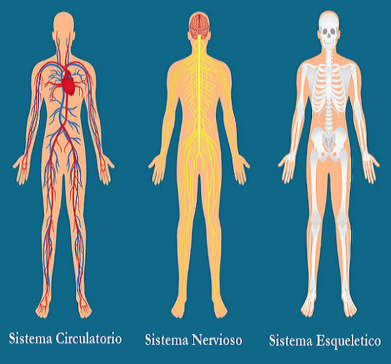 organosysistemas
